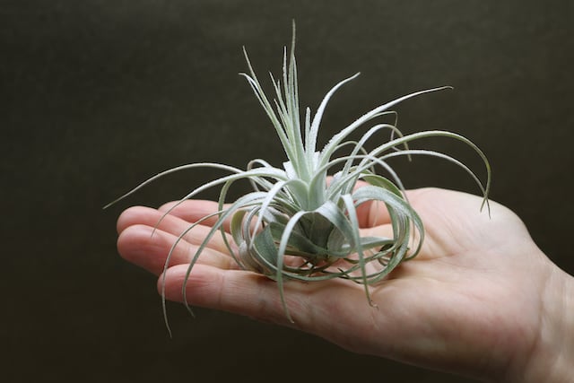 Tillandsia chapeuensis 速達発送 Tillandsia chapeuensis 速達発送 Tillandsia chapeuensis var