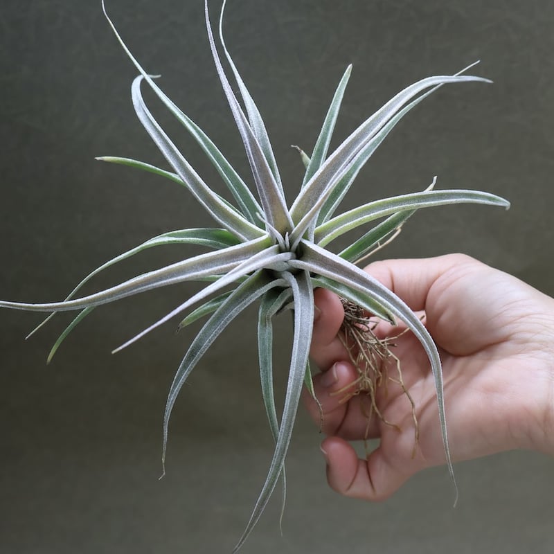 チアペンシス × エーレルシアナ 02号 | air-plants TENGU-DO