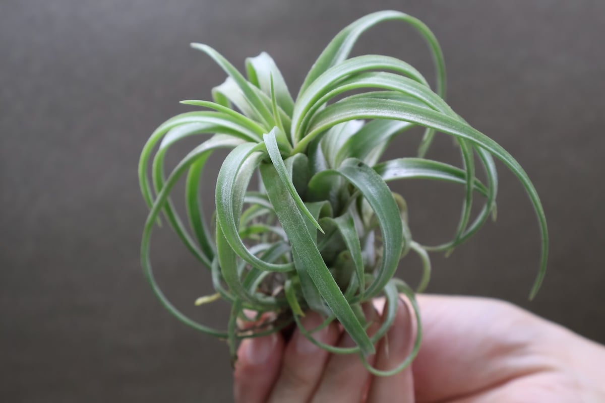 カーリースリム x イオナンタ ロン 01号 | air-plants TENGU-DO