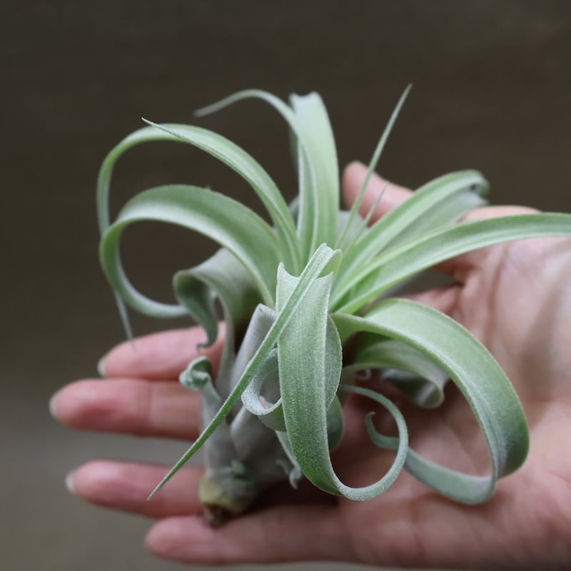 ストレプトフィラ × キセログラフィカ 10号 | air-plants TENGU-DO