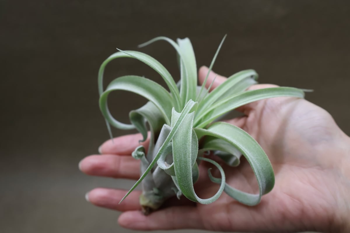 ストレプトフィラ × キセログラフィカ 10号 | air-plants TENGU-DO