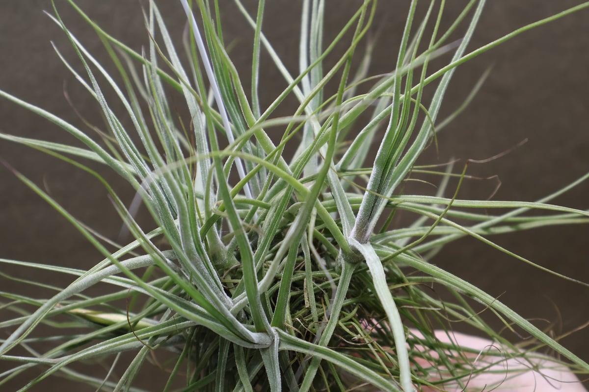 購入不可 チランジア カルビンスキアーナ(クランプ) 初入荷❗ シーディアナ クランプ 05号 | air-plants TENGU-DO