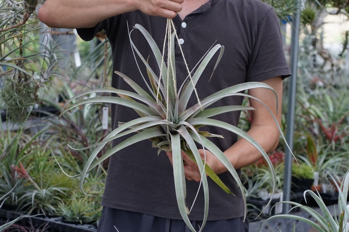 スタッフ特選】キセログラフィカ x ブラキカウロス XL | air-plants