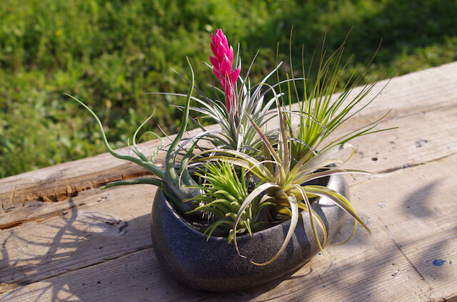 エアープランツ 店長おすすめ「お買い得」5株セット | air-plants