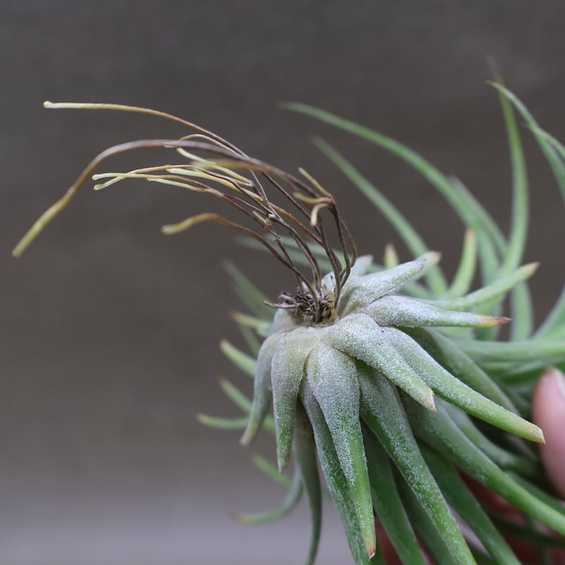 イオナンタ ×ストレプトフィラ チランジア tillandsia チランジア セレリアナ × ストレプトフィラ Tillandsia seleriana x