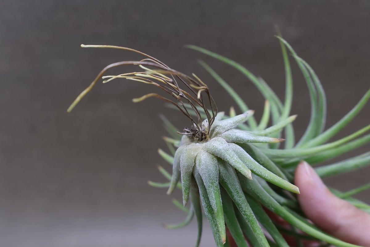 ストレプトフィラメキシコ×イオナンタ・ウアメルラ(tillandsiaチランジア ストレプトフィラメキシコ × イオナンタ ウアメルラ 03号 | air