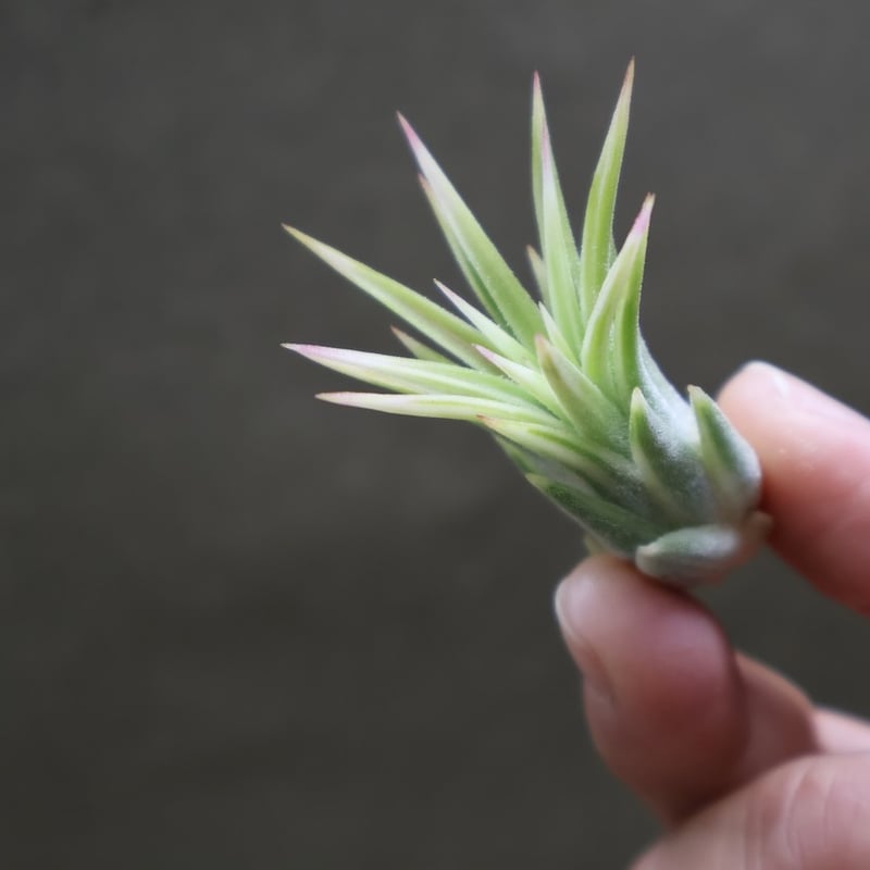 イオナンタ アルボマージナータ Sサイズ 45号 | air-plants TENGU-DO