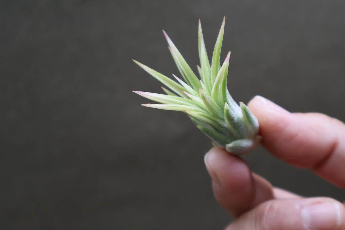 イオナンタ アルボマージナータ Sサイズ 45号 | air-plants TENGU-DO