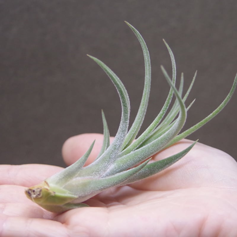 チランジア キューティーパイ Tillandsia Cutie Pie Tillandsia Cutie Pie - (T. ehlersiana x pueblensis), Koide