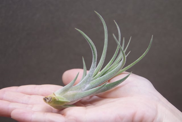 キューティーパイ （エーレルシアナxプエブレンシス）Sサイズ01号