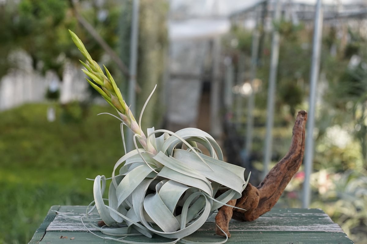 スタッフ特選】キセログラフィカ 花芽付き R号 | air-plants TENGU-DO