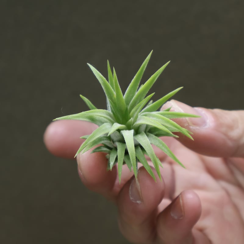 イオナンタ ロン レインフォレスト イオナンタ ロン Sサイズ 11号