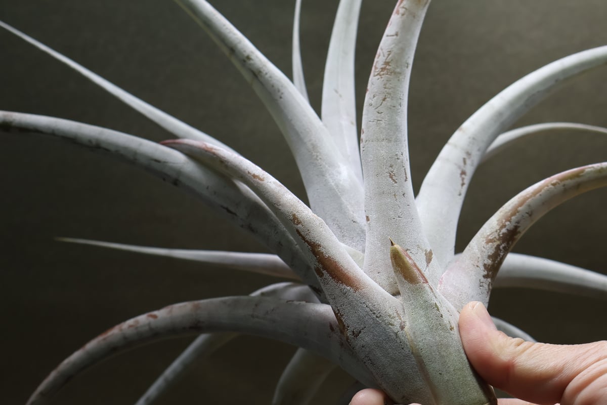 シルバートーチ （キセログラフィカ ×チアペンシス）05号 | air-plants