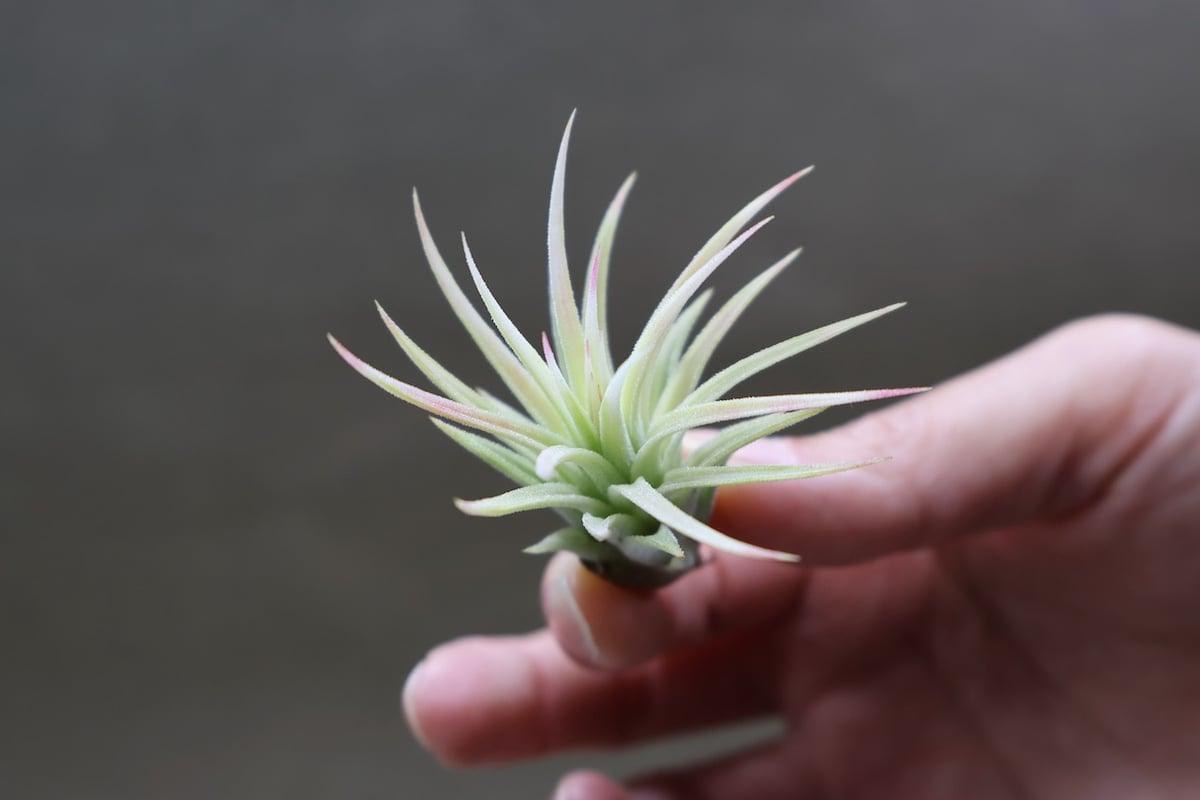 イオナンタ アルボマージナータ 46号 | air-plants TENGU-DO イオナンタ アルボマージナータ 46号 | air-plants TENGU-DO