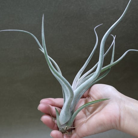 CATEGORY 交配種 | air-plants TENGU-DO