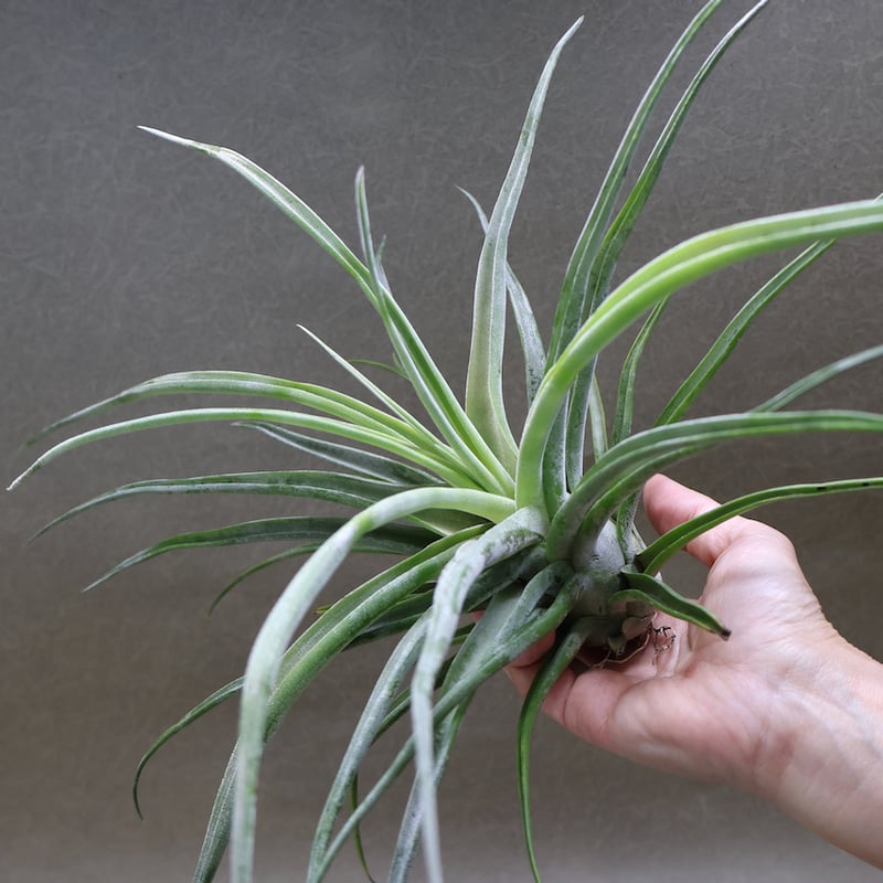 ティ（エーレルシアナ×ブルボーサ）×ストレプトフィラ 01号 | air