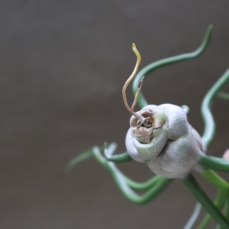 ブルボーサ ジャイアント70号 | air-plants TENGU-DO