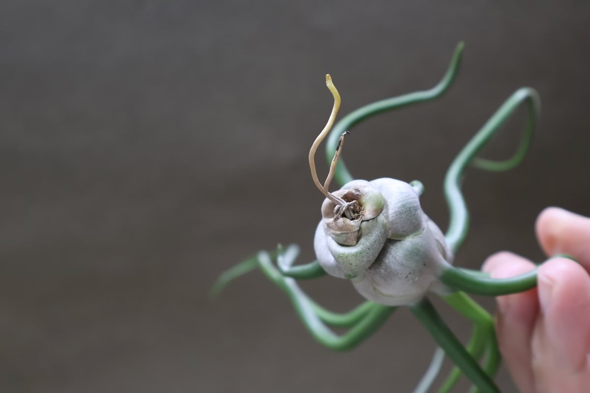 ブルボーサ ジャイアント70号 | air-plants TENGU-DO
