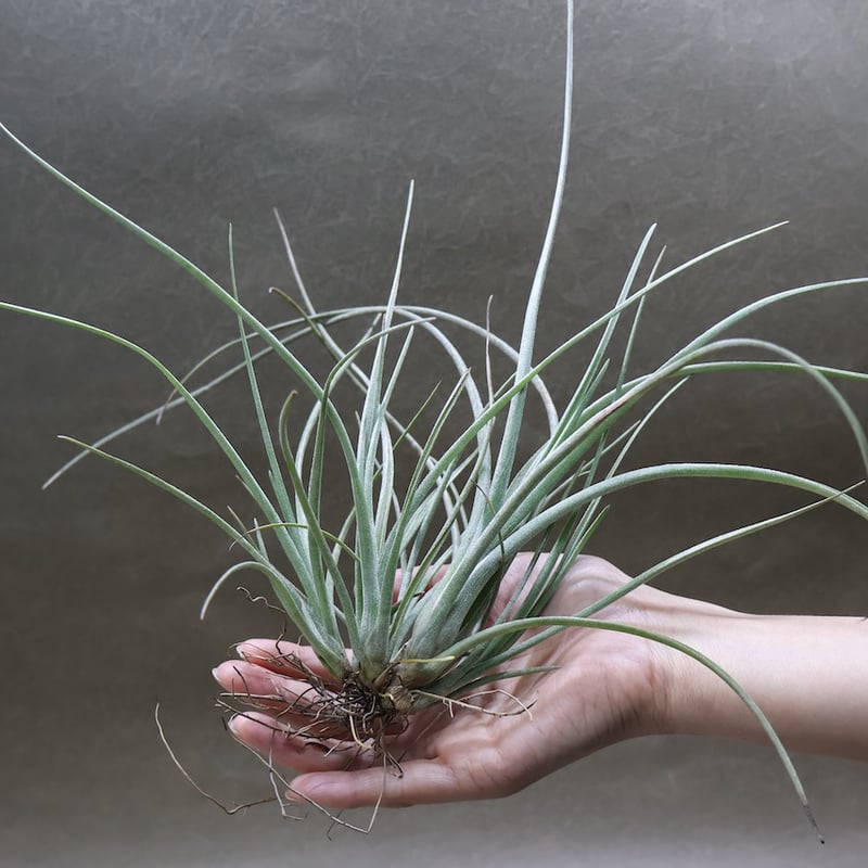 ベイレイ クランプ 06号 | air-plants TENGU-DO