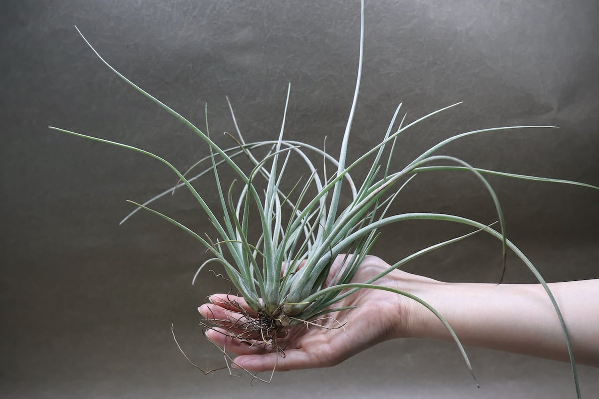 チランジア　ベイレイ　特大クランプ fit=scale-down,w=1200