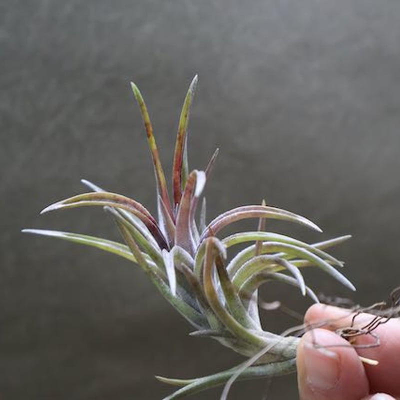 ネグレクタ Sサイズ | air-plants TENGU-DO