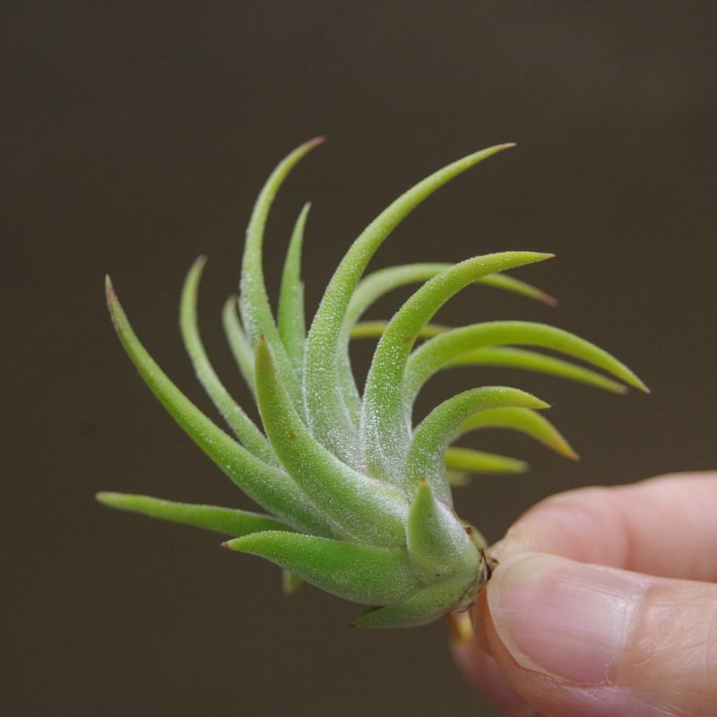 マヤンベース （ イオナンタ選抜種）Sサイズ11号 | air-plants TENGU-DO