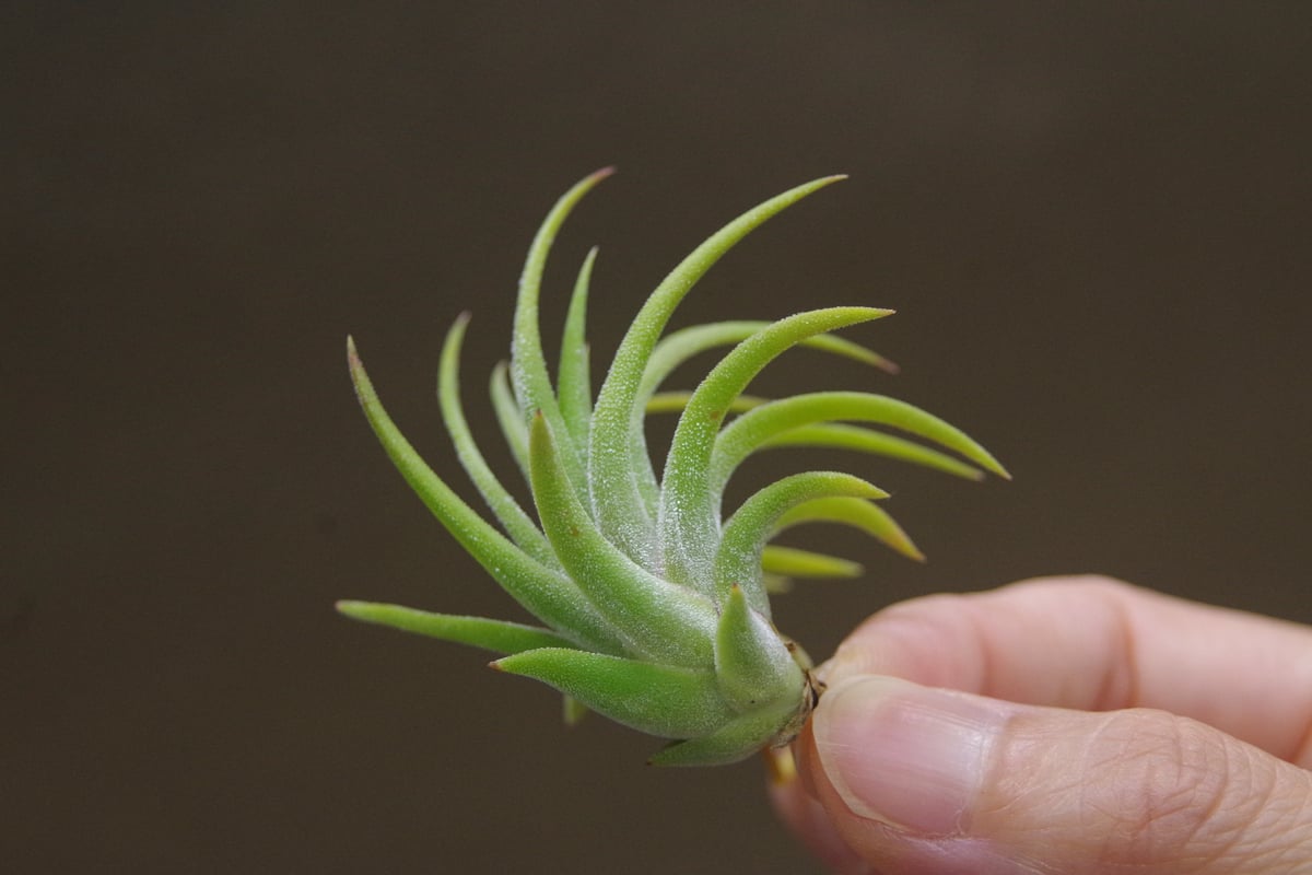 マヤンベース （ イオナンタ選抜種）Sサイズ11号 | air-plants TENGU-DO
