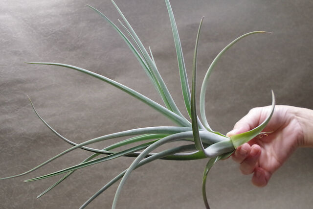 ベルメホエンシス 近縁種 01号 | air-plants TENGU-DO
