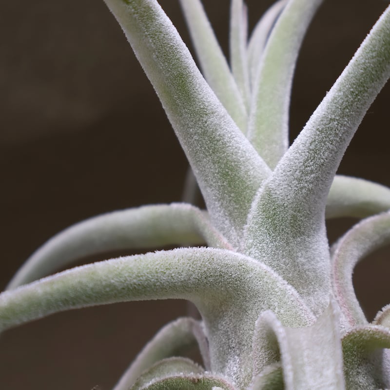 ストレプトフィラ ハイブリッド 01号 | air-plants TENGU-DO