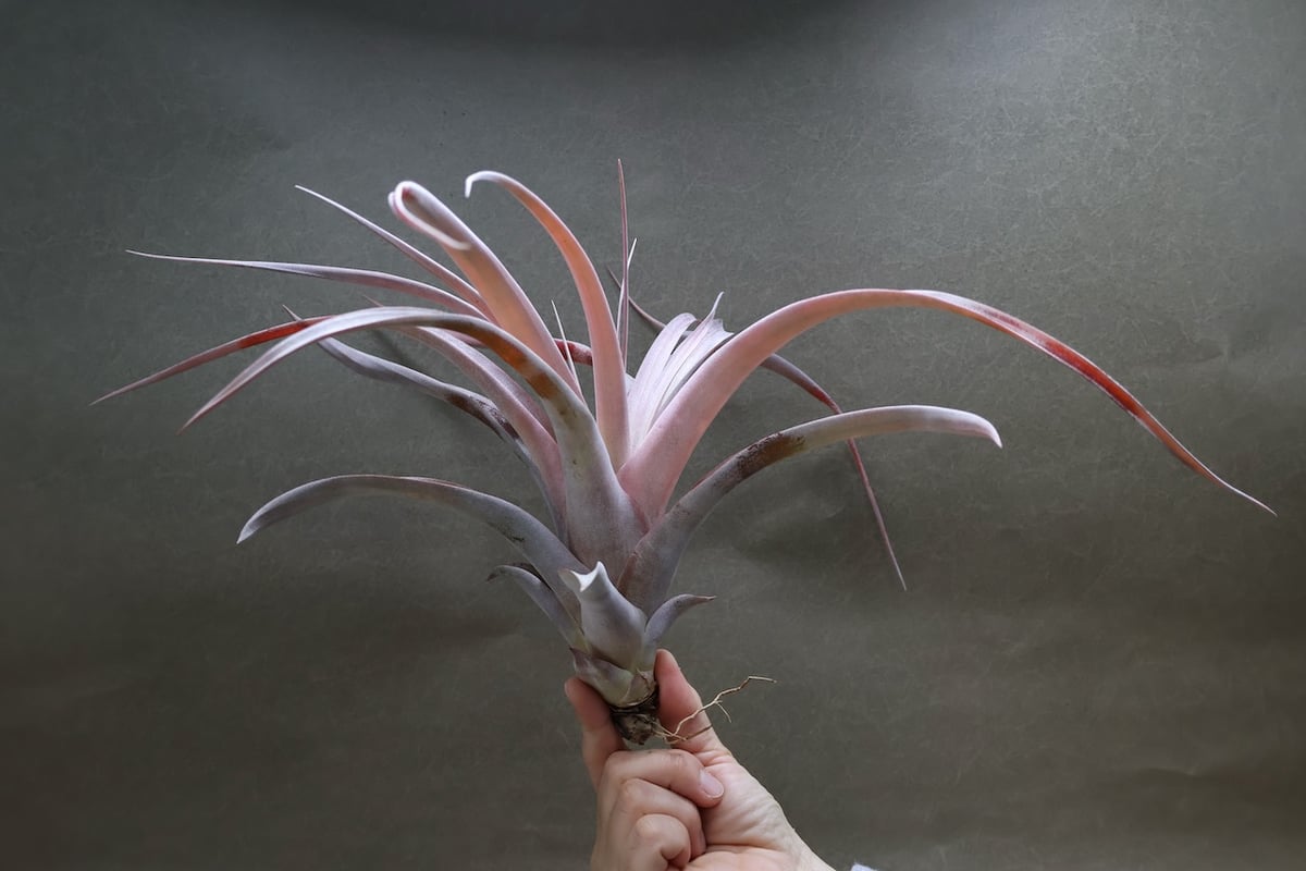 キセログラフィカ ×カピタータ マロン 07号 | air-plants TENGU-DO キセログラフィカ ×カピタータ マロン 07号 | air-plants TENGU-DO