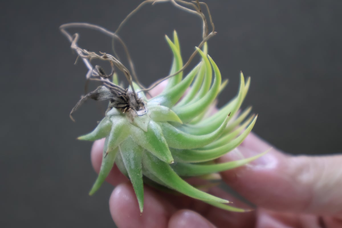 イオナンタ アルボマージナータ 24号 | air-plants TENGU-DO イオナンタ アルボマージナータ 24号 | air-plants TENGU-DO