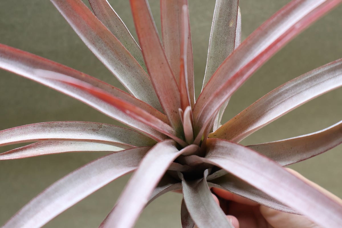 カピタータ ファイヤーオレンジ 12号 | air-plants TENGU-DO