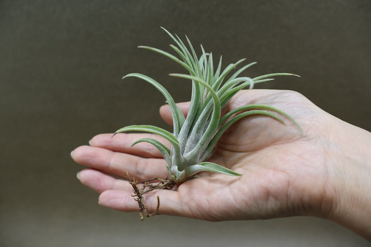 リオホンドエンシス × イオナンタ Sサイズ13号 | air-plants TENGU-DO