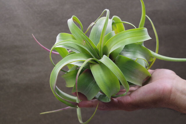 フレクスオーサ × ストレプトフィラ 02号 | air-plants TENGU-DO