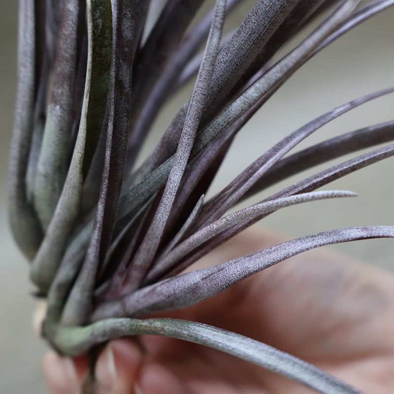 カピタータ ドミンゲンシス 43号 | air-plants TENGU-DO