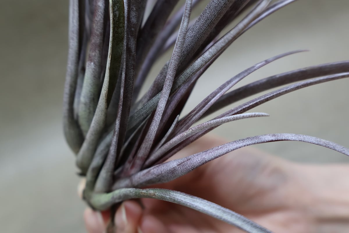 カピタータ ドミンゲンシス 43号 | air-plants TENGU-DO
