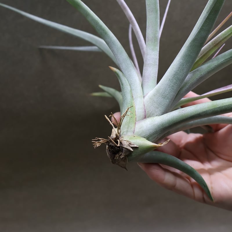 アズテックファイヤー （シャッツリー × クズマエ ) 07号 | air-plants