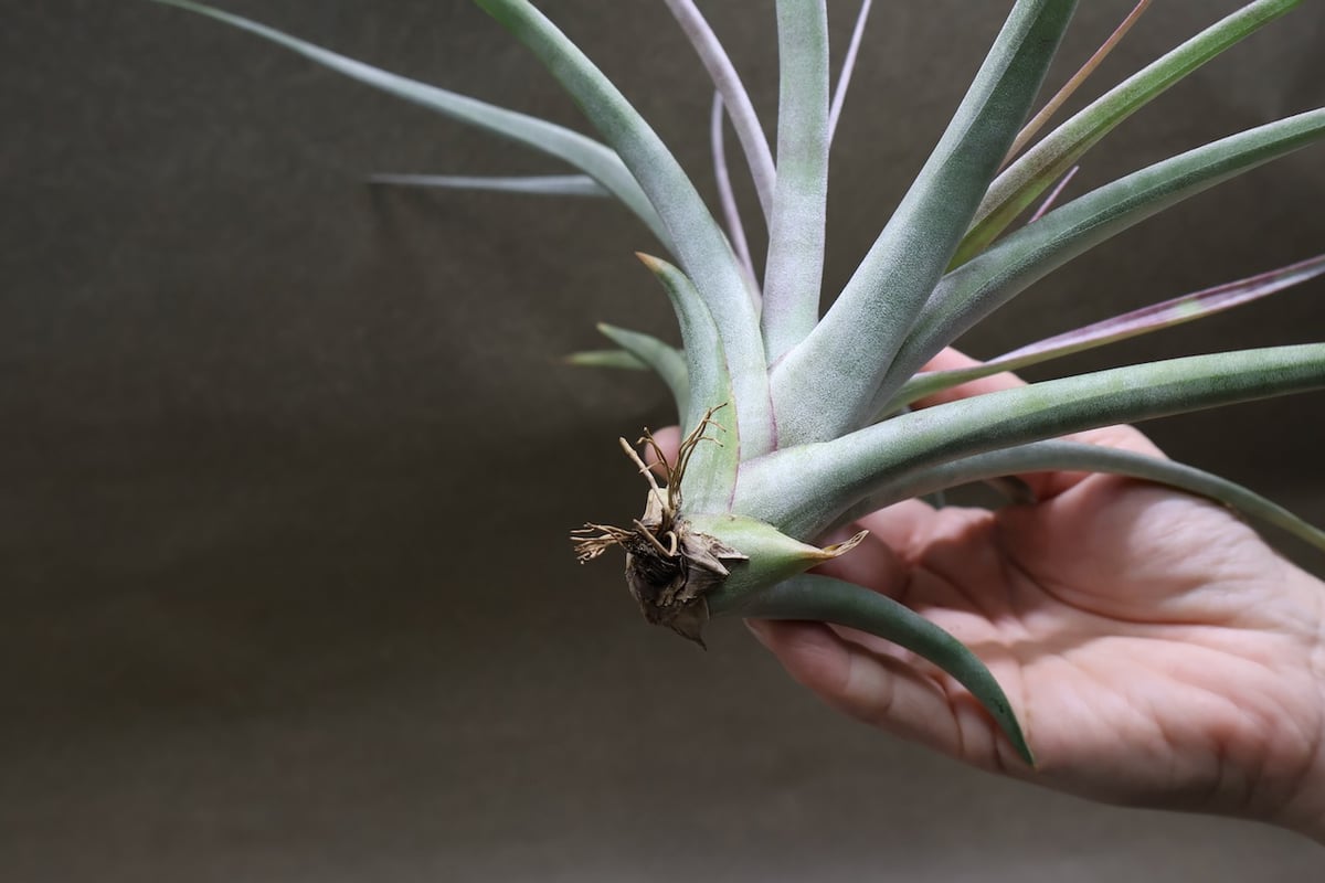 アズテックファイヤー （シャッツリー × クズマエ ) 07号 | air-plants