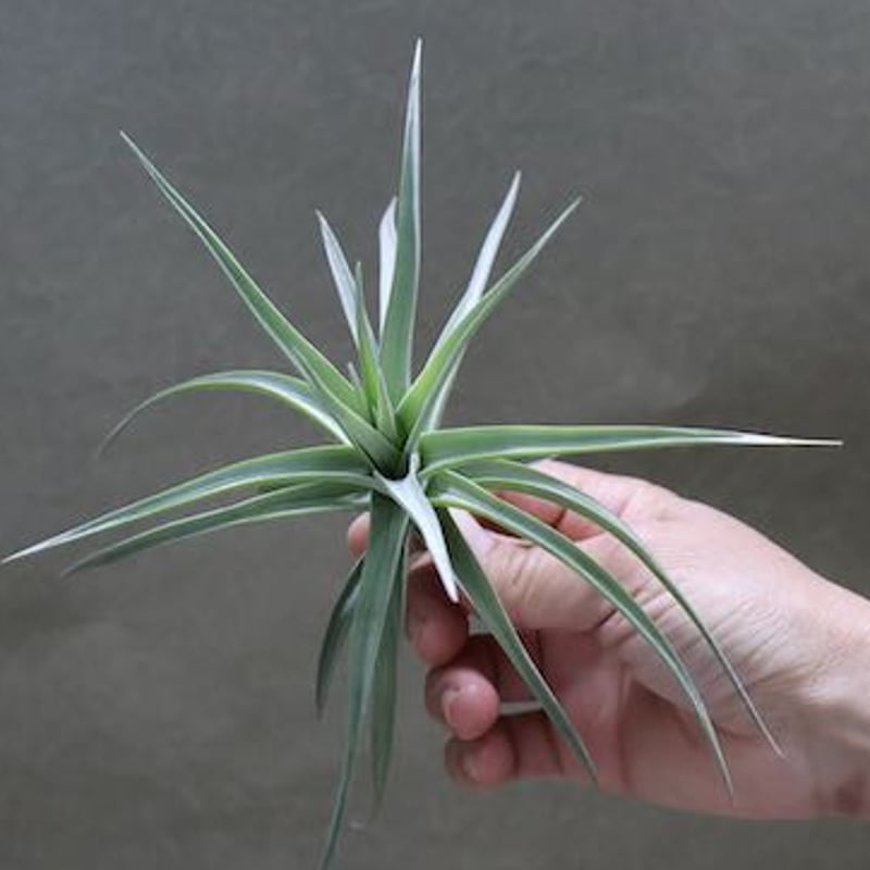 アエラントス ジャイアント 05号 | air-plants TENGU-DO