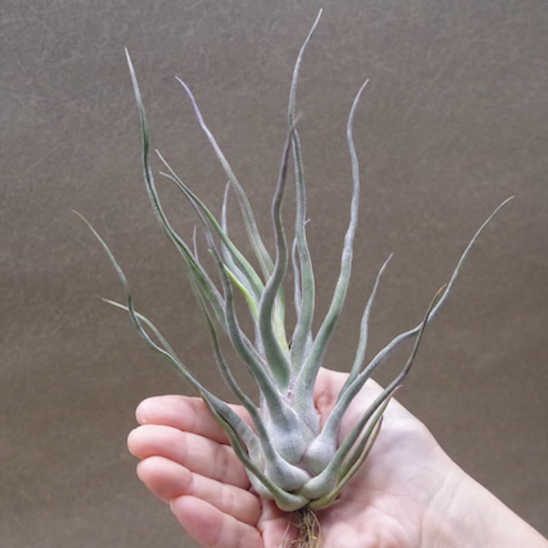 ブロメリア・エアープランツ Tillandsia 'Showtime' x seleriana