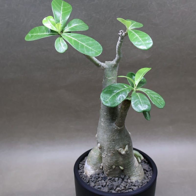 アデニウム オベスム 07号 （鉢サイズ：3.5号程度） | air-plants TENG
