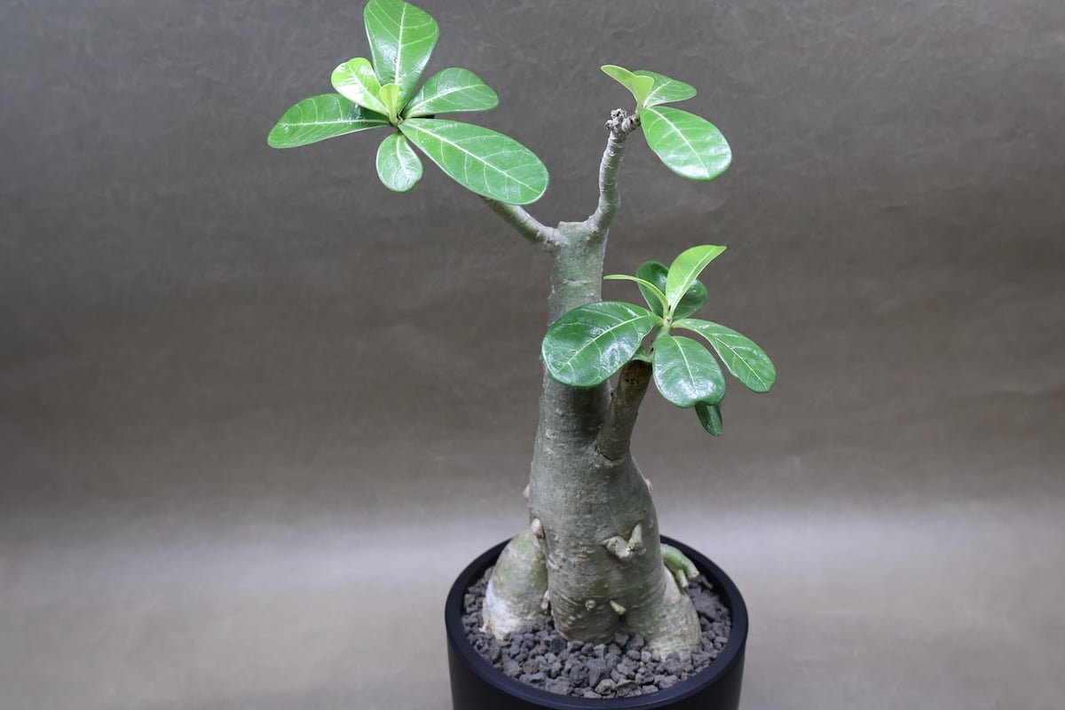 アデニウム オベスム 07号 （鉢サイズ：3.5号程度） | air-plants TENG