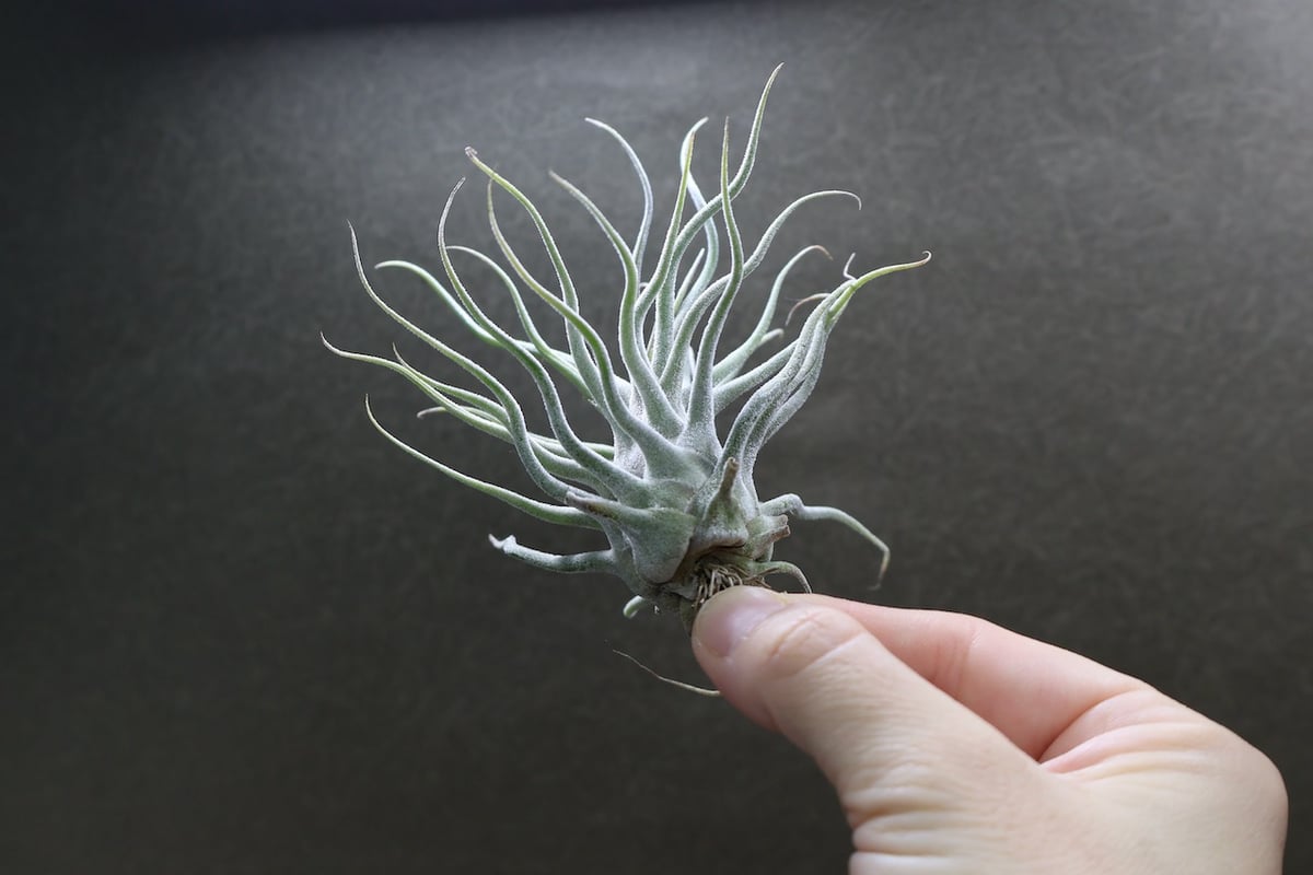 ティー／タイ （エーレルシアナ×ブルボーサ） 22号 | air-plants TENGU-DO