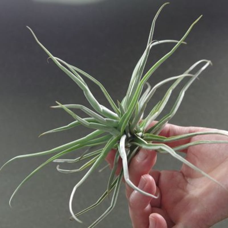 T. reichenbachii White Flower T'S株 T. reichenbachii White Flower T'S株 White's Thrush