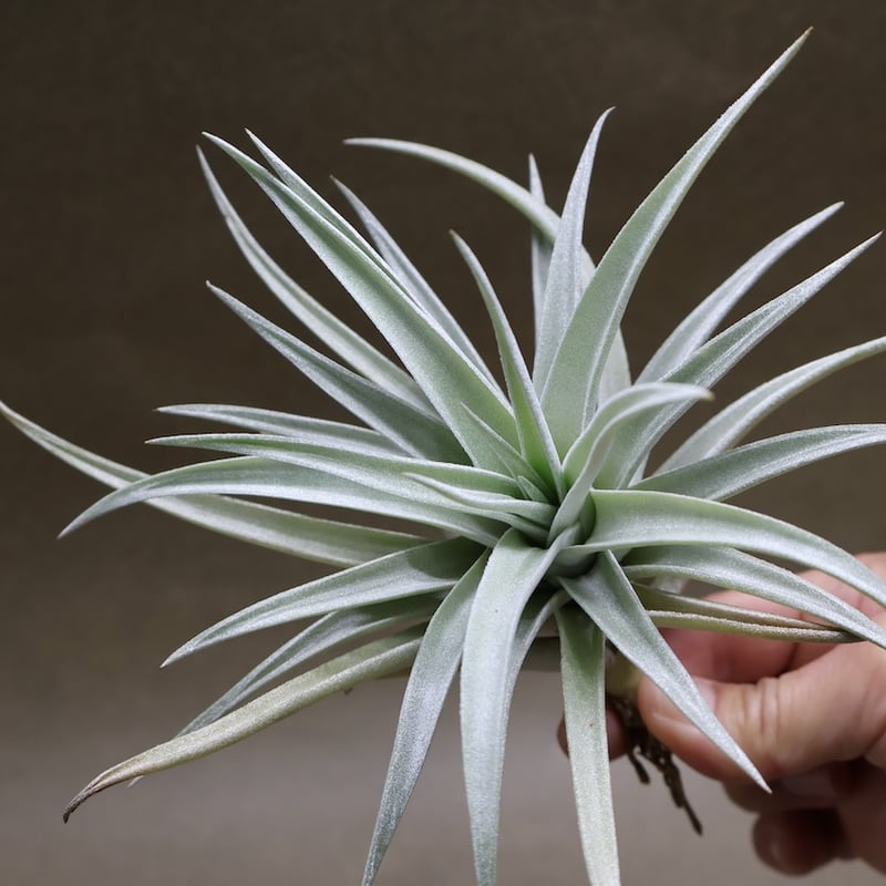 ハリシー 07号 | air-plants TENGU-DO