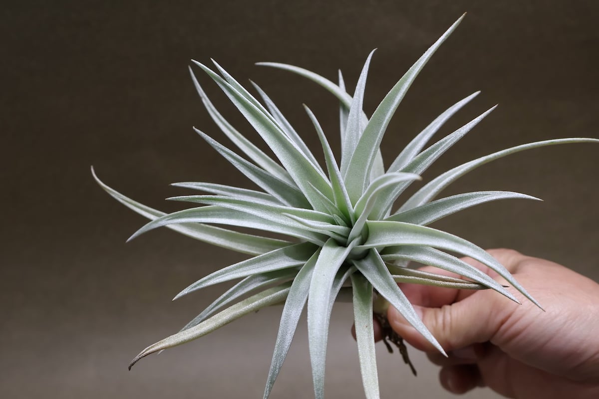 ハリシー 07号 | air-plants TENGU-DO