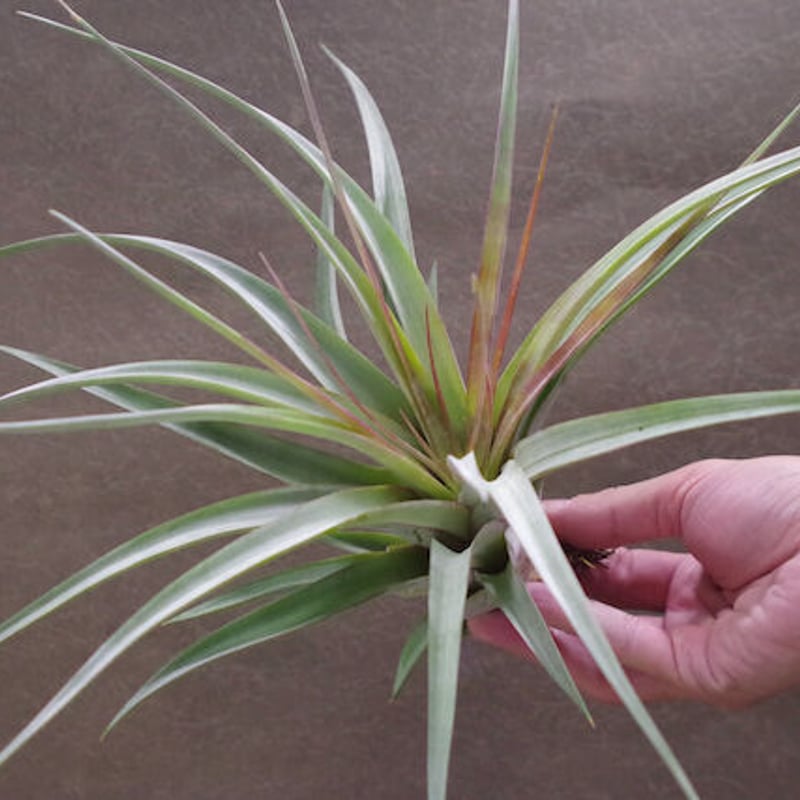 チランジア Aztec Flame