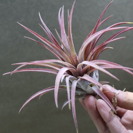 CATEGORY 交配種 | air-plants TENGU-DO