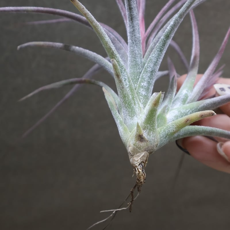 シーディアナ × イオナンタストリクタ 09号 | air-plants TENGU-DO