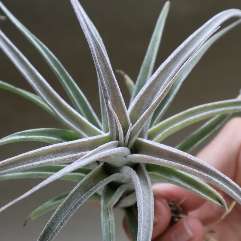 チアペンシス × エーレルシアナ 02号 | air-plants TENGU-DO